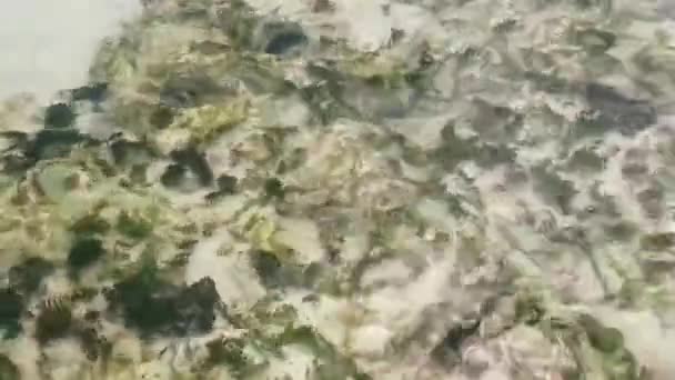 カリブ海の魚は プラヤデルカルメンキンタナルーメキシコのサンゴの海草と石の間で水で泳ぐ — ストック動画