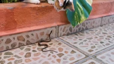 Playa del Carmen Quintana Roo Meksika 'da yılan memelilerle savaşıyor..
