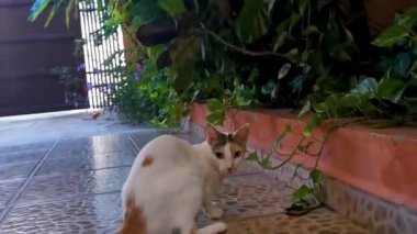 Playa del Carmen Quintana Roo Meksika 'da yılan memelilerle savaşıyor..
