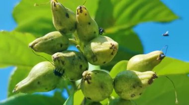 Ziricote Cordia sebestena çiçekli portakal çiçekli plaj kordonu yeşil yapraklı ve mavi gökyüzü arka planlı trompet Karayip Playa del Carmen Meksika.
