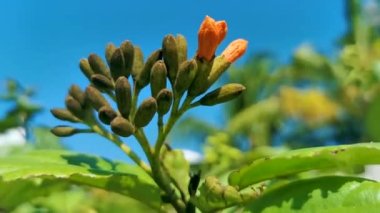 Ziricote Cordia sebestena çiçekli portakal çiçekli plaj kordonu yeşil yapraklı ve mavi gökyüzü arka planlı trompet Karayip Playa del Carmen Meksika.