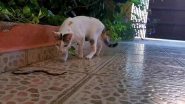 Playa del Carmen Quintana Roo Meksika 'da yılan memelilerle savaşıyor..