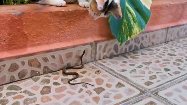 Кіт Грає Бореться Змією Ссавців Проти Рептилії Плайя Дель Кармен — стокове відео