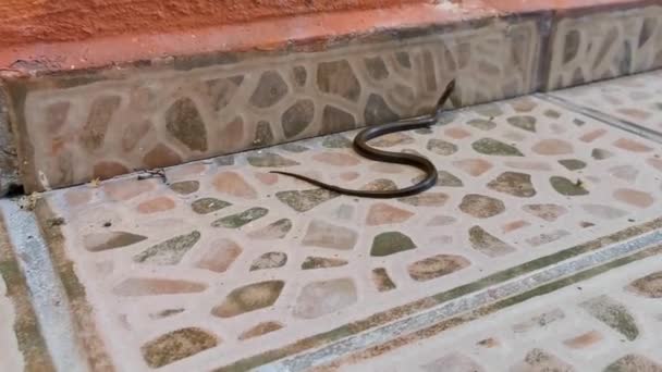 Snake Rampe Sur Sol Dans Les Locaux Playa Del Carmen — Video