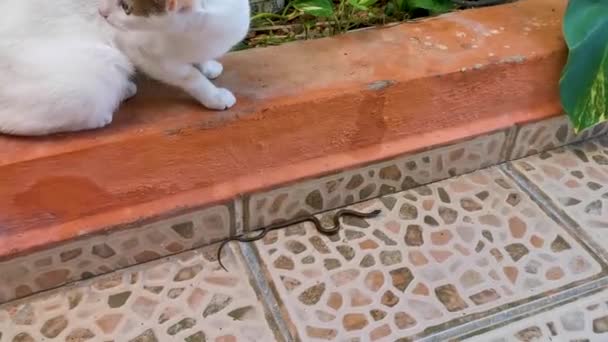 Cat Gioca Combatte Mammifero Serpente Contro Rettile Playa Del Carmen — Video Stock