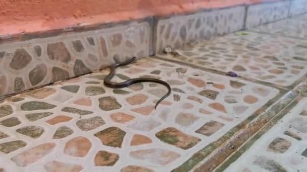 Snake Rasteja Redor Chão Nas Instalações Playa Del Carmen Quintana — Vídeo de Stock