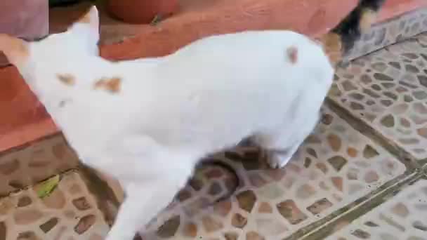 Kucing Bermain Dan Melawan Ular Mamalia Melawan Reptil Playa Del — Stok Video