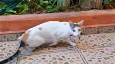 Playa del Carmen Quintana Roo Meksika 'da yılan memelilerle savaşıyor..