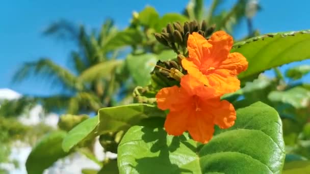 Ziricote Cordia Sebestena Árbol Con Flores Naranjas Trompeta Cordia Playa — Vídeos de Stock