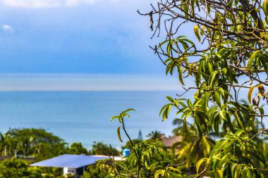 Beautiful tropical and natural city and seascape landscape panorama view with pacific ocean sea palms palm trees and beach with waves of Zicatela Puerto Escondido Oaxaca Mexico.