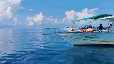Cancun Quintana Roo Meksika 28. 2022 Haziran 'ında Cancun Quintana Roo Meksika' da tekne turu gezisinde yüzen dev balina köpekbalıkları..