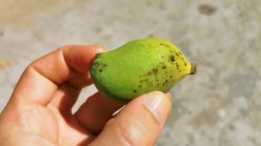 Zicatela Puerto Escondido Oaxaca Meksika 'da tropikal doğada küçük olgunlaşmamış mango..