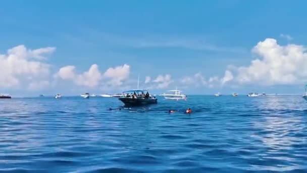 坎昆金塔纳罗奥墨西哥 2022年6月在墨西哥坎昆金塔纳罗奥岛 大型美丽的鲸鲨在水面上游来游去 潜水和潜水 — 图库视频影像