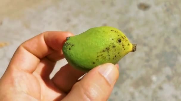 Małe Niedojrzałe Mango Ręku Tropikalnej Naturze Zicatela Puerto Escondido Oaxaca — Wideo stockowe