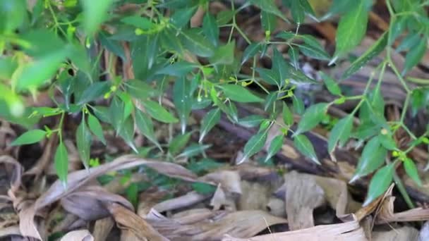 Groene Chili Plant Struik Boom Groeien Het Wild Coba Gemeente — Stockvideo