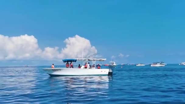 Cancun Quintana Roo Mexikó Június 2022 Hatalmas Gyönyörű Bálna Cápa — Stock videók