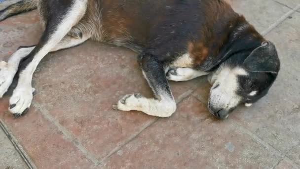Αδέσποτο Κατοικίδιο Ζώο Σκυλί Κοιμάται Και Χαλαρώνει Στο Δρόμο Στο — Αρχείο Βίντεο