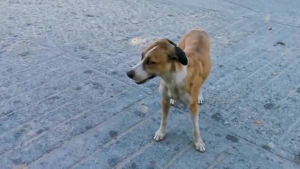 Beautiful Friendly Looking Stray Dog Stray Dogs Street Beach Zicatela — Stock Video