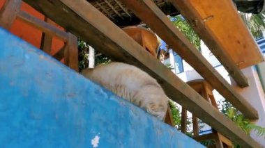 Zicatela Puerto Escondido Oaxaca Meksika 'da özgür doğada yaşayan sevimli sokak kedisi..