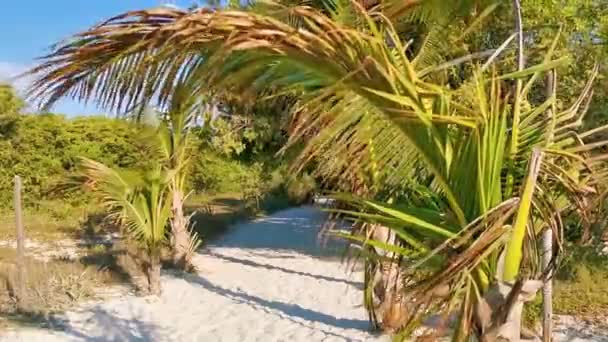 Playa Caribeña Tropical Mexicana Naturaleza Con Plantas Palmeras Abetos Selva — Vídeo de stock