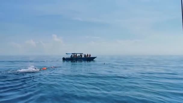 Cancún Quintana Roo México Junio 2022 Enorme Tiburón Ballena Nadando — Vídeos de Stock
