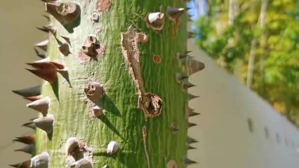 Enorme Bellissimo Albero Kapok Ceiba Albero Con Picchi Nel Parco — Video Stock