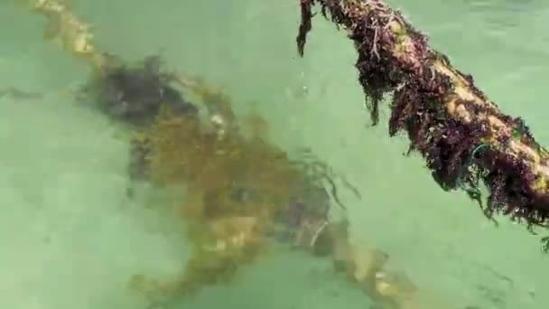 Cordes Dans Eau Avec Mousse Herbe Marine Playa Del Carmen — Video