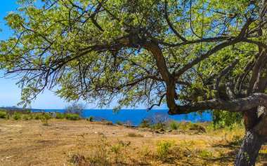 Beautiful tropical and natural city and seascape landscape panorama view with pacific ocean sea palms palm trees and beach with waves of Zicatela Puerto Escondido Oaxaca Mexico.