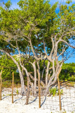 Playa del Carmen Quintana Roo Meksiko 'da mavi gökyüzü ve orman ormanlarında bitki ağaçları ve köknar ağaçları olan tropik Meksika Karayip plajı doğası..