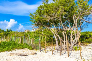 Playa del Carmen Quintana Roo Meksiko 'da mavi gökyüzü ve orman ormanlarında bitki ağaçları ve köknar ağaçları olan tropik Meksika Karayip plajı doğası..