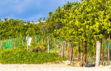 Playa del Carmen Quintana Roo Meksiko 'da mavi gökyüzü ve orman ormanlarında bitki ağaçları ve köknar ağaçları olan tropik Meksika Karayip plajı doğası..