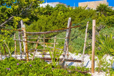 Playa del Carmen Quintana Roo Meksiko 'da mavi gökyüzü ve orman ormanlarında bitki ağaçları ve köknar ağaçları olan tropik Meksika Karayip plajı doğası..