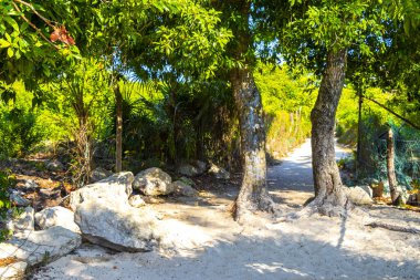 Playa del Carmen Quintana Roo Meksiko 'da mavi gökyüzü ve orman ormanlarında bitki ağaçları ve köknar ağaçları olan tropik Meksika Karayip plajı doğası..