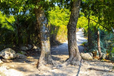 Playa del Carmen Meksika 'daki bitkiler ve palmiye ağaçları arasındaki doğal tropik yürüyüş yolu..