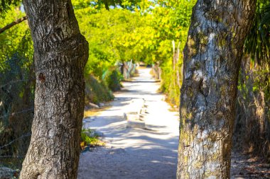 Playa del Carmen Meksika 'daki bitkiler ve palmiye ağaçları arasındaki doğal tropik yürüyüş yolu..
