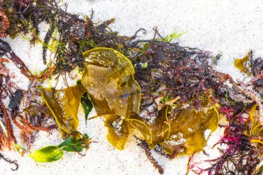 Playa del Carmen Quintana Roo Meksika 'da kumsaldaki deniz yosunlarının farklı türleri..