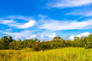 Playa del Carmen Quintana Roo Meksiko 'da mavi gökyüzü ve orman ormanlarında bitki ağaçları ve köknar ağaçları olan tropik Meksika Karayip plajı doğası..