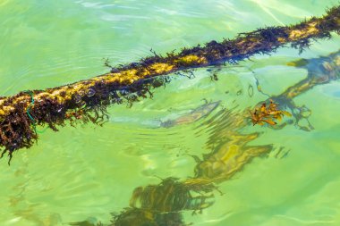 Playa del Carmen Quintana Roo Meksika 'da yosun ve deniz yosunlarıyla dolu suda halatlar..