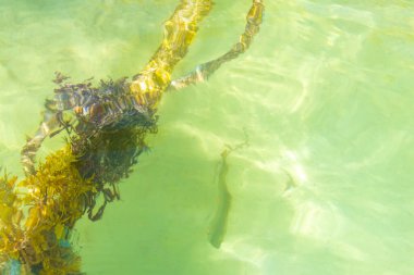 Playa del Carmen Quintana Roo Meksika 'da yosun ve deniz yosunlarıyla dolu suda halatlar..