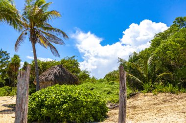 Playa del Carmen Quintana Roo Meksiko 'da mavi gökyüzü ve orman ormanlarında bitki ağaçları ve köknar ağaçları olan tropik Meksika Karayip plajı doğası..