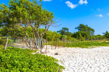 Playa del Carmen Quintana Roo Meksiko 'da mavi gökyüzü ve orman ormanlarında bitki ağaçları ve köknar ağaçları olan tropik Meksika Karayip plajı doğası..