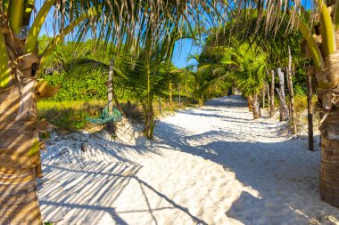 Playa del Carmen Quintana Roo Meksiko 'da mavi gökyüzü ve orman ormanlarında bitki ağaçları ve köknar ağaçları olan tropik Meksika Karayip plajı doğası..
