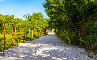Playa del Carmen Meksika 'daki bitkiler ve palmiye ağaçları arasındaki doğal tropik yürüyüş yolu..