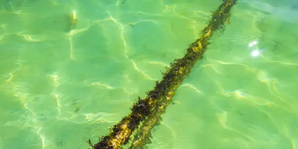Ropes in the water with moss and sea weed in Playa del Carmen Quintana Roo Mexico.