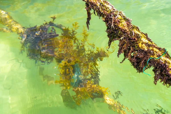 Ropes in the water with moss and sea weed in Playa del Carmen Quintana Roo Mexico.
