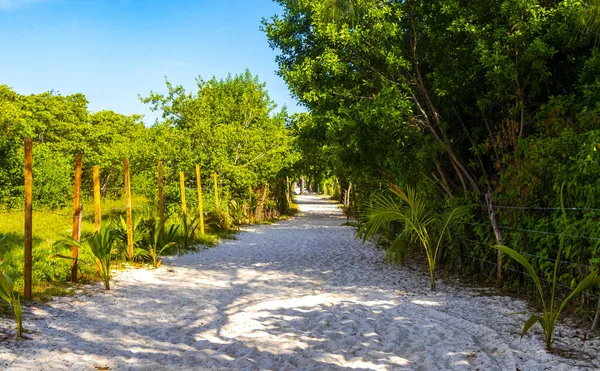 Playa del Carmen Meksika 'daki bitkiler ve palmiye ağaçları arasındaki doğal tropik yürüyüş yolu..