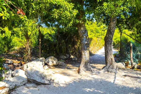 Playa del Carmen Quintana Roo Meksiko 'da mavi gökyüzü ve orman ormanlarında bitki ağaçları ve köknar ağaçları olan tropik Meksika Karayip plajı doğası..