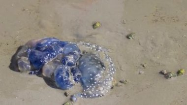 Güneydoğu Asya 'daki Ao Nang Amphoe Mueang Krabi Tayland' daki NopPharat Thara Sahili 'nde kumsalda mavi denizanası ve su..