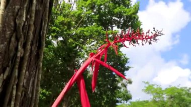 Coba Harabeleri 'nde güzel kırmızı çiçek açan tropikal bitki Tulum Quintana Roo Mexico.