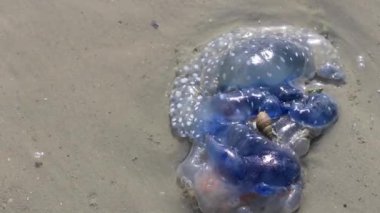 Güneydoğu Asya 'daki Ao Nang Amphoe Mueang Krabi Tayland' daki NopPharat Thara Sahili 'nde kumsalda mavi denizanası ve su..